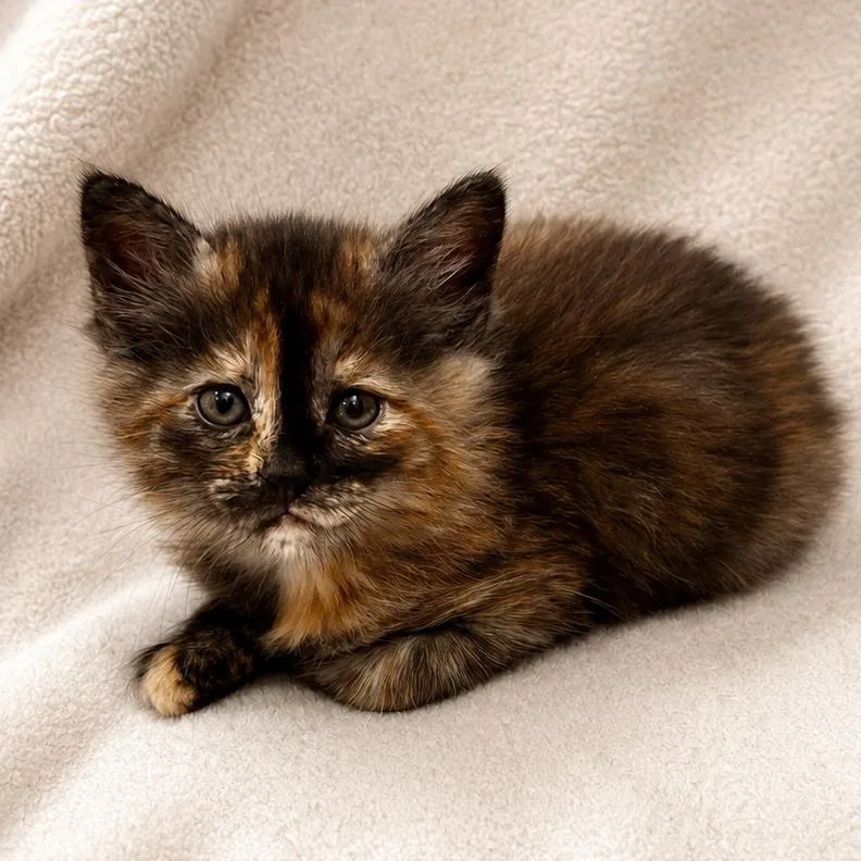 A baby small-sized female Tortoiseshell Domestic Medium Hair cat named Moana for adoption in Sunnyvale, CA