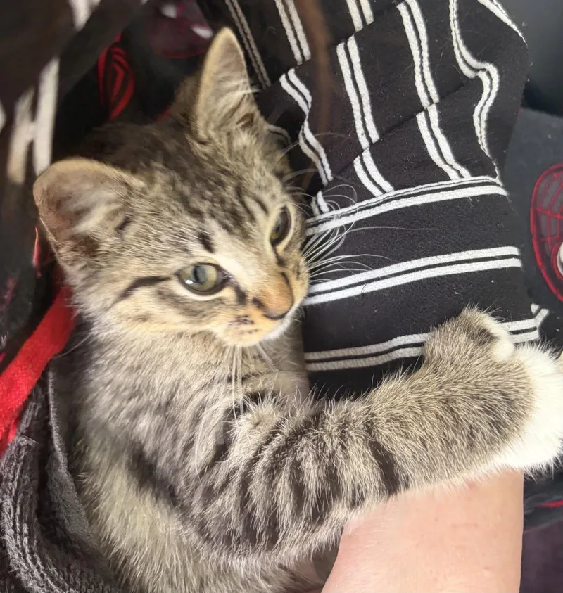 A baby medium-sized male Domestic Short Hair cat named Abraxos for adoption in Orlando, FL
