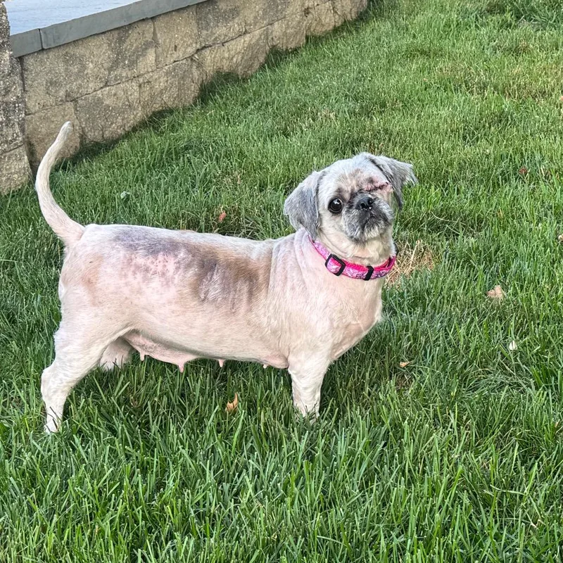 An adult small-sized female Yellow / Tan / Blond / Fawn Lhasa Apso dog named Beatrice for adoption in Northville, MI