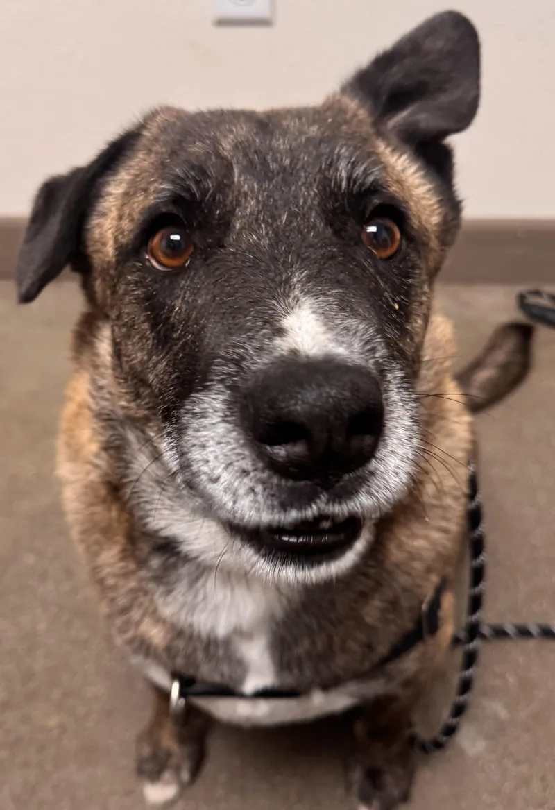 An adult large-sized male Pit Bull Terrier dog named Alexio for adoption in Chico, CA