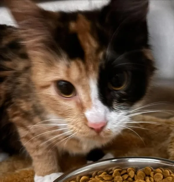 A young medium-sized female Domestic Short Hair cat named Reeses for adoption in Des Moines, IA