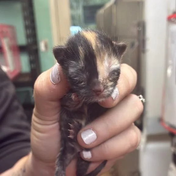 A baby small-sized female Domestic Short Hair cat named Opal for adoption in Gadsden, AL