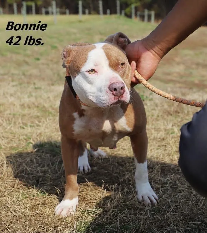 A young large-sized female Mixed Breed dog named Bonnie for adoption in Oxford, NC