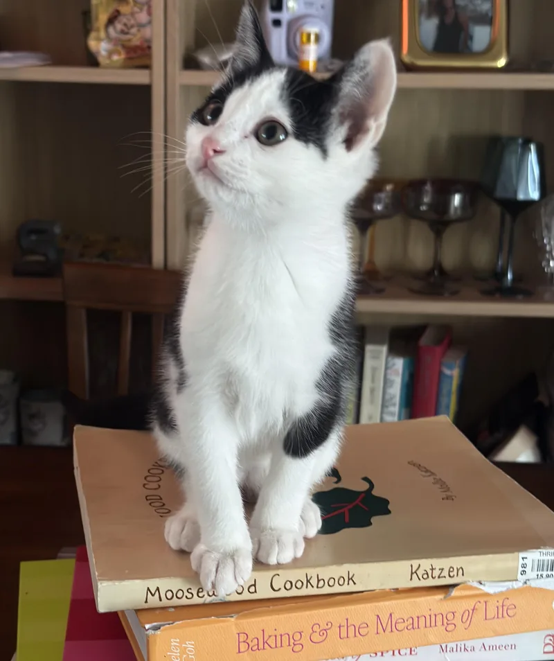 A baby medium-sized male Black & White / Tuxedo Domestic Short Hair cat named Mouse for adoption in Bentonville, AR