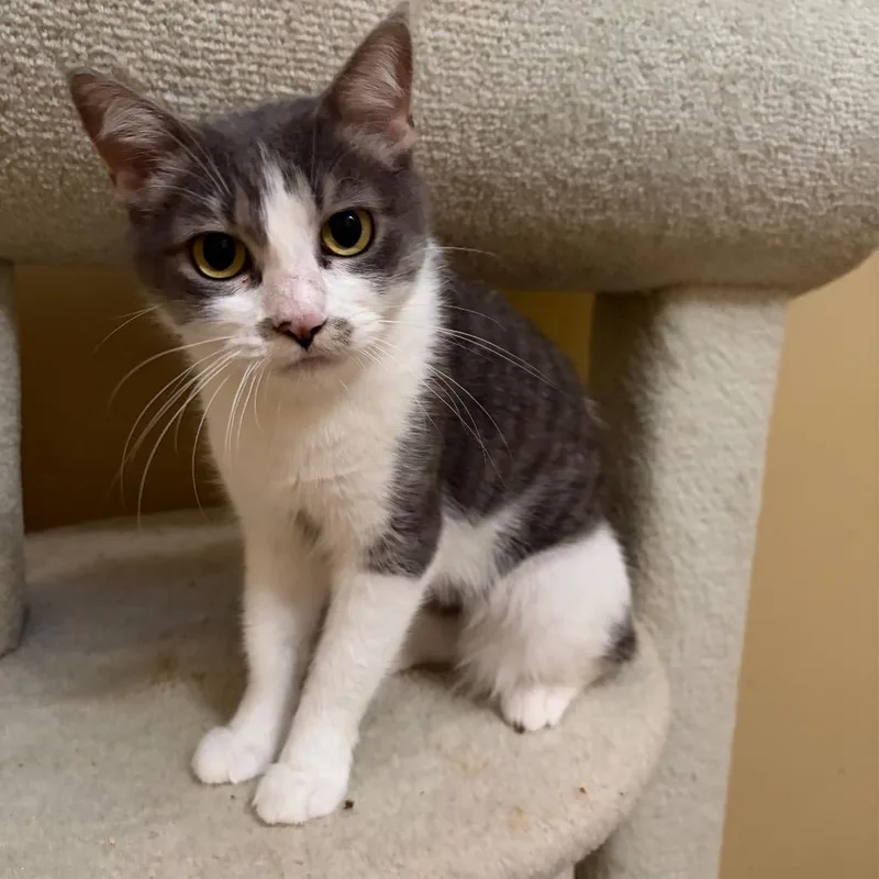 An adult medium-sized female White Domestic Short Hair cat named Mertle for adoption in Inver Grove Heights, MN