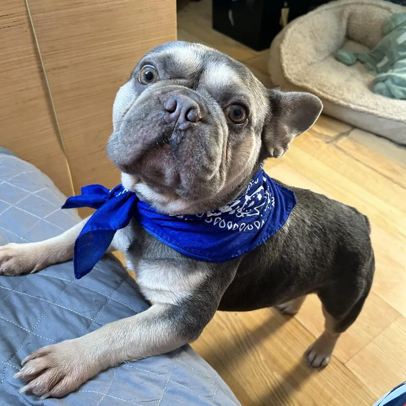An adult small-sized male Harlequin French Bulldog dog named Beau for adoption in Baker, LA