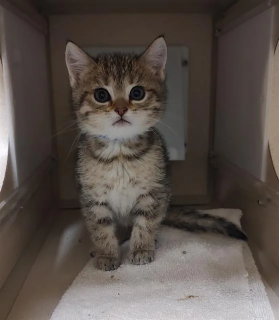 A baby small-sized female Domestic Short Hair cat named Tabby for adoption in Denver, CO