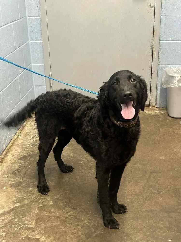 An adult large-sized female Black Labradoodle dog named Lady Bug for adoption in Evansville, IN