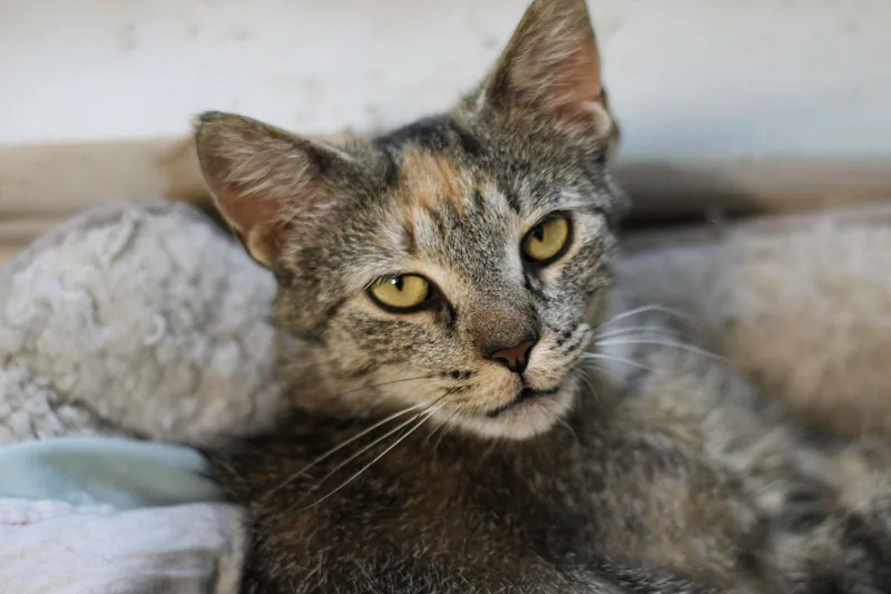 A young medium-sized female Tabby (Buff / Tan / Fawn) Domestic Short Hair cat named Juniper for adoption in Liverpool, NY