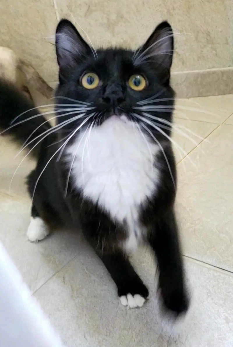 A baby large-sized male Ragamuffin cat named Marcello for adoption in Davis, CA
