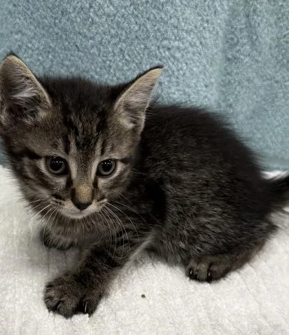 A baby small-sized male Domestic Short Hair cat named Mopsy for adoption in Wilkesboro, NC