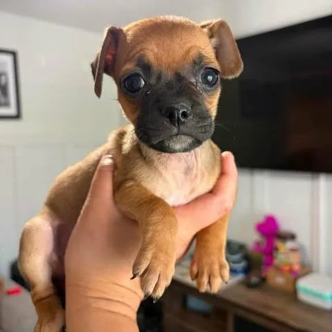 A baby small-sized female Black Pug dog named Quinnleigh for adoption in Alma, WI