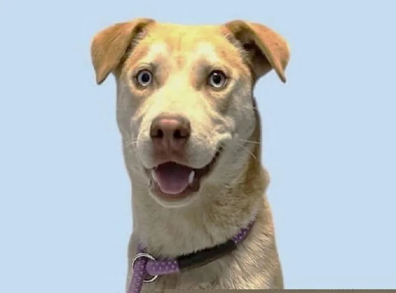 A young medium-sized male Yellow / Tan / Blond / Fawn Husky dog named Starsky for adoption in Pegram, TN