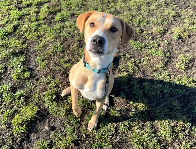 Indi