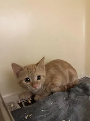 A young small-sized female Domestic Short Hair cat named Ghost pepper for adoption in King William, VA