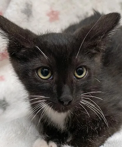 A baby small-sized female Black & White / Tuxedo Domestic Short Hair cat named Xion for adoption in Encinitas, CA