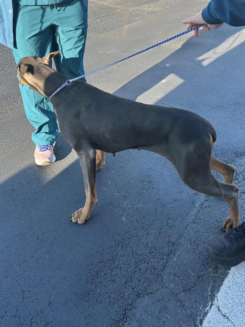 An adult large-sized female Doberman Pinscher dog named Juniper for adoption in Elyria, OH