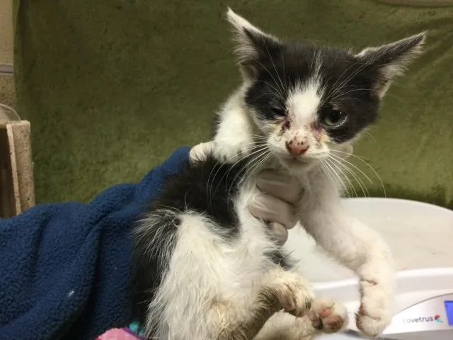 A baby small-sized male Domestic Short Hair cat named Shortie for adoption in Riverside, CA