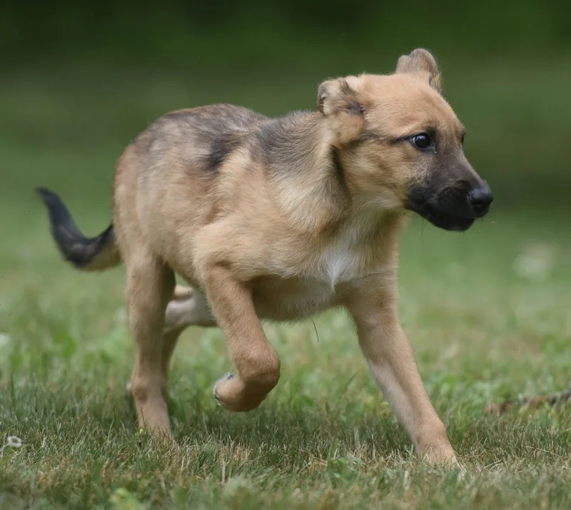 A baby large-sized female German Shepherd Dog dog named Annabelle for adoption in Mechanicsburg, PA