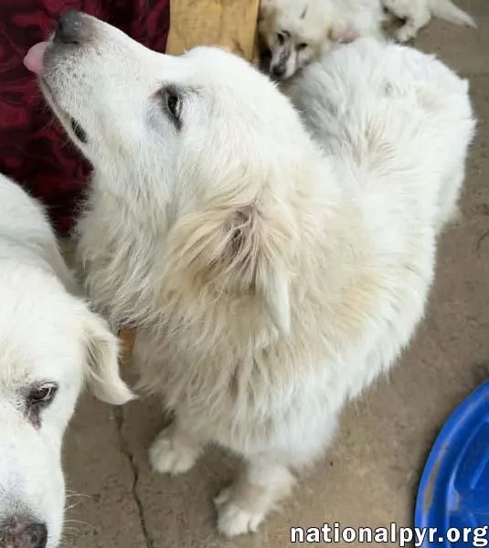 A senior large-sized female White / Cream Great Pyrenees dog named Petunia in TN for adoption in Beacon, NY
