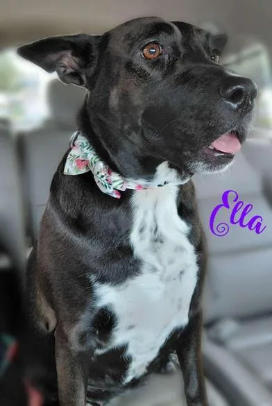 An adult large-sized female Australian Cattle Dog / Blue Heeler dog named Ella for adoption in Liverpool, TX
