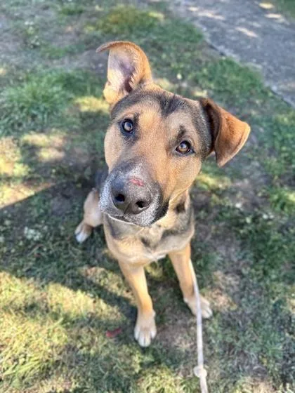 An adult large-sized male German Shepherd Dog dog named Bear for adoption in Roseburg, OR
