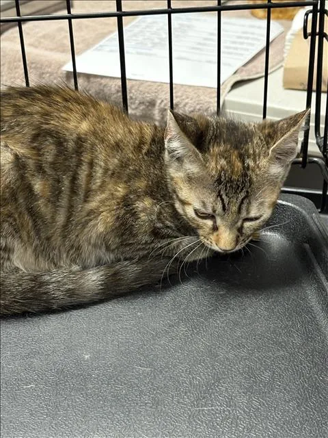 A baby medium-sized female Domestic Short Hair cat named Lisa for adoption in Chatsworth, CA