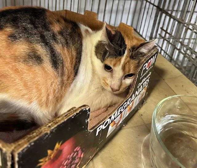 An adult medium-sized female Calico cat named Elsie for adoption in Apollo, PA