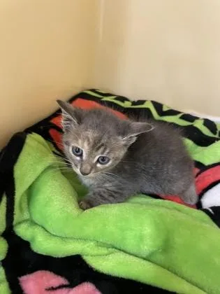 A baby small-sized female Domestic Short Hair cat named Sarah for adoption in Clarks Summit, PA