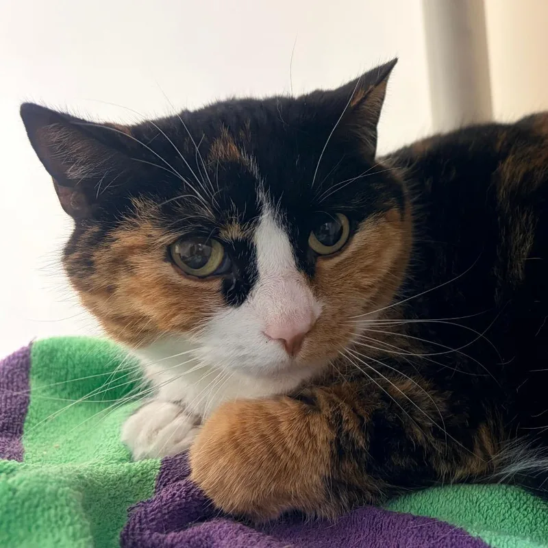 An adult medium-sized female Calico Domestic Short Hair cat named Brie for adoption in Harrisonburg, VA