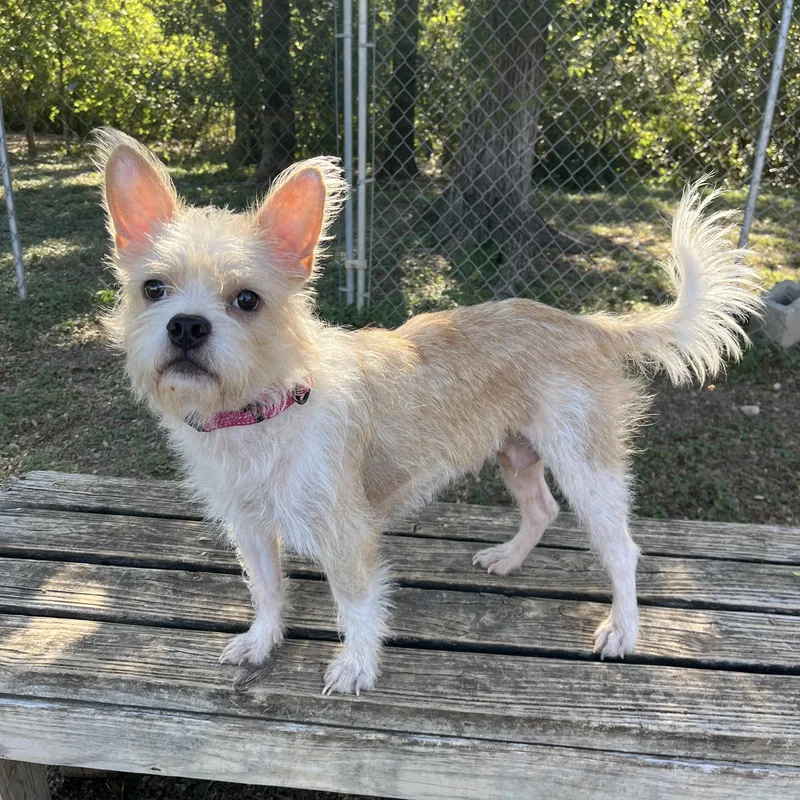 An adult small-sized female Apricot / Beige Cairn Terrier dog named Stormie for adoption in Bulverde, TX