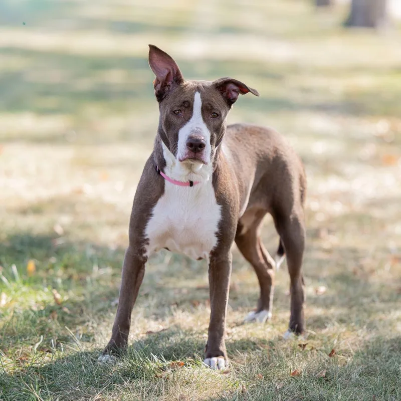 An adult medium-sized female Brown / Chocolate Mixed Breed dog named Angel for adoption in Dearborn, MI