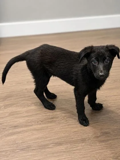 A baby small-sized female German Shepherd Dog dog named Harbinger for adoption in New Orleans, LA