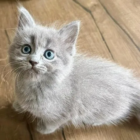 A baby small-sized female Domestic Short Hair cat named Basil for adoption in Fairfax, VA