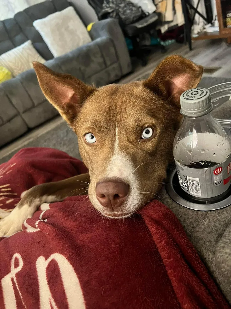 An adult medium-sized female Brown / Chocolate Pit Bull Terrier dog named Hera for adoption in Charleston , WV