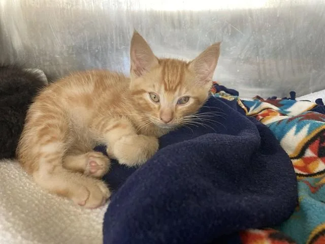 A baby small-sized male Domestic Medium Hair cat named Blaze for adoption in Fremont, CA