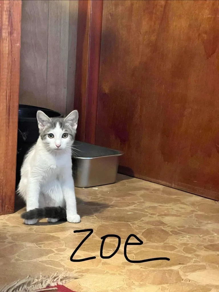 A baby medium-sized male Domestic Short Hair cat named Zoe for adoption in Johnson City, TN