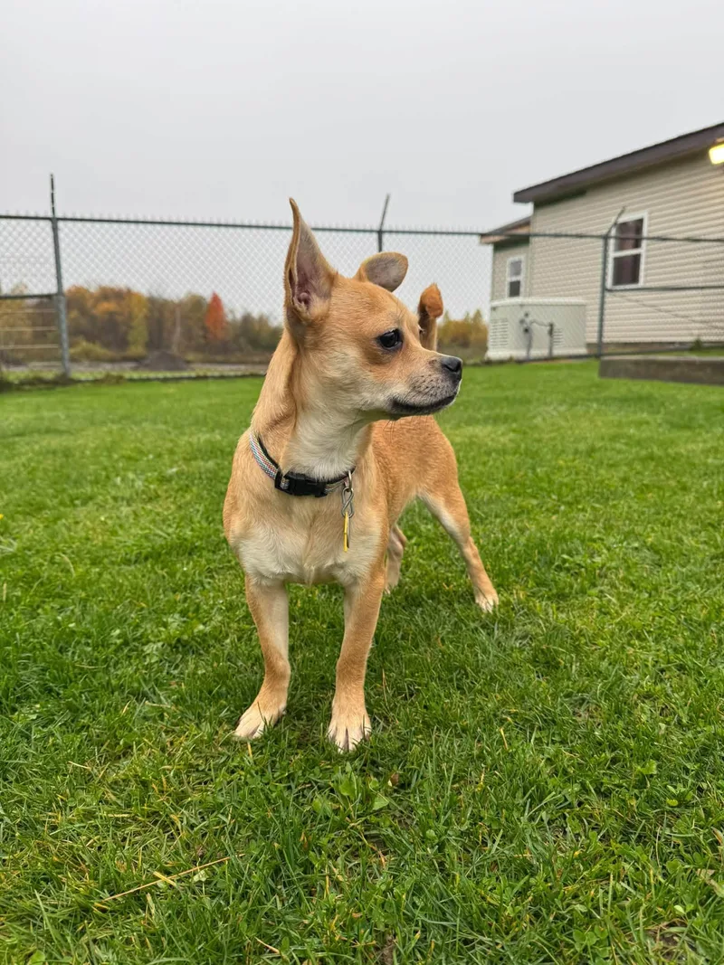A young small-sized female Pomeranian dog named Dana for adoption in Gouverneur, NY