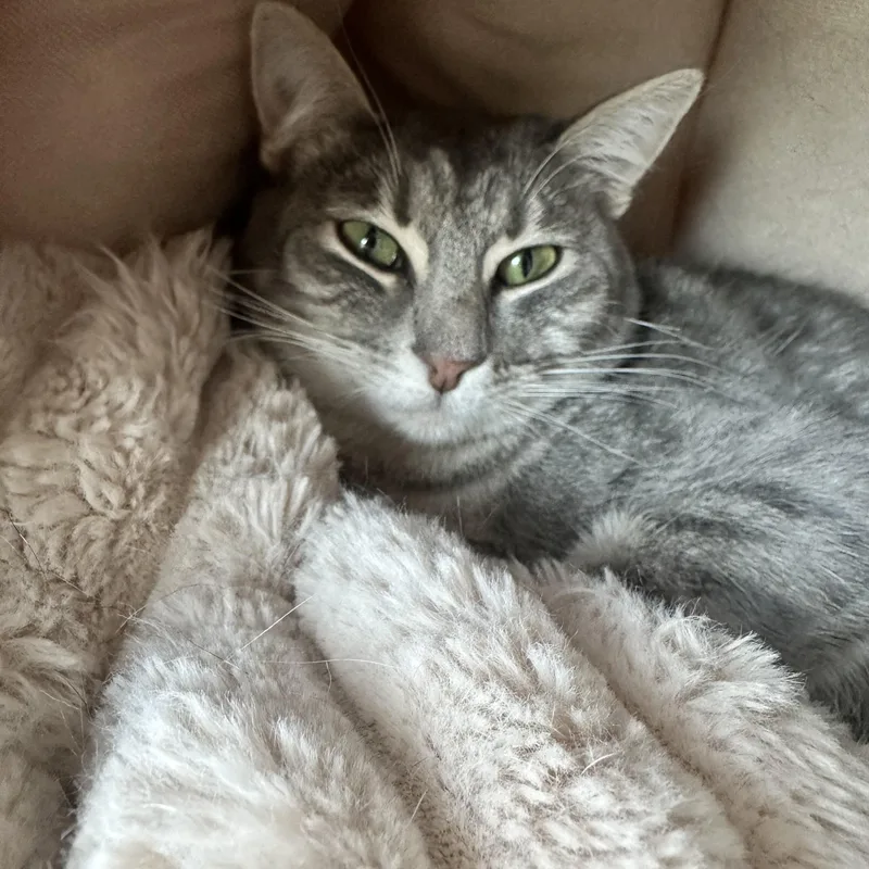 A young medium-sized female Gray / Blue / Silver Domestic Short Hair cat named Carli for adoption in Marina del Rey, CA