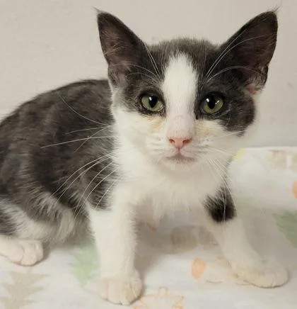 A baby small-sized female Domestic Short Hair cat named Feta for adoption in Eugene, OR