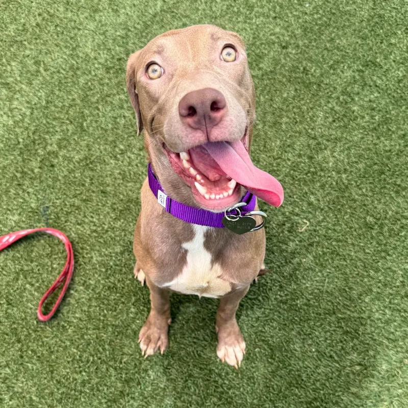 A young medium-sized female Yellow / Tan / Blond / Fawn Pit Bull Terrier dog named Lexi for adoption in Los Angeles, CA