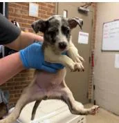 A baby medium-sized male Mixed Breed dog named Benji for adoption in West Chester, PA