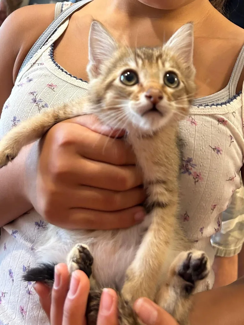 A baby medium-sized male Abyssinian cat named Agouti for adoption in Walnut Creek, CA