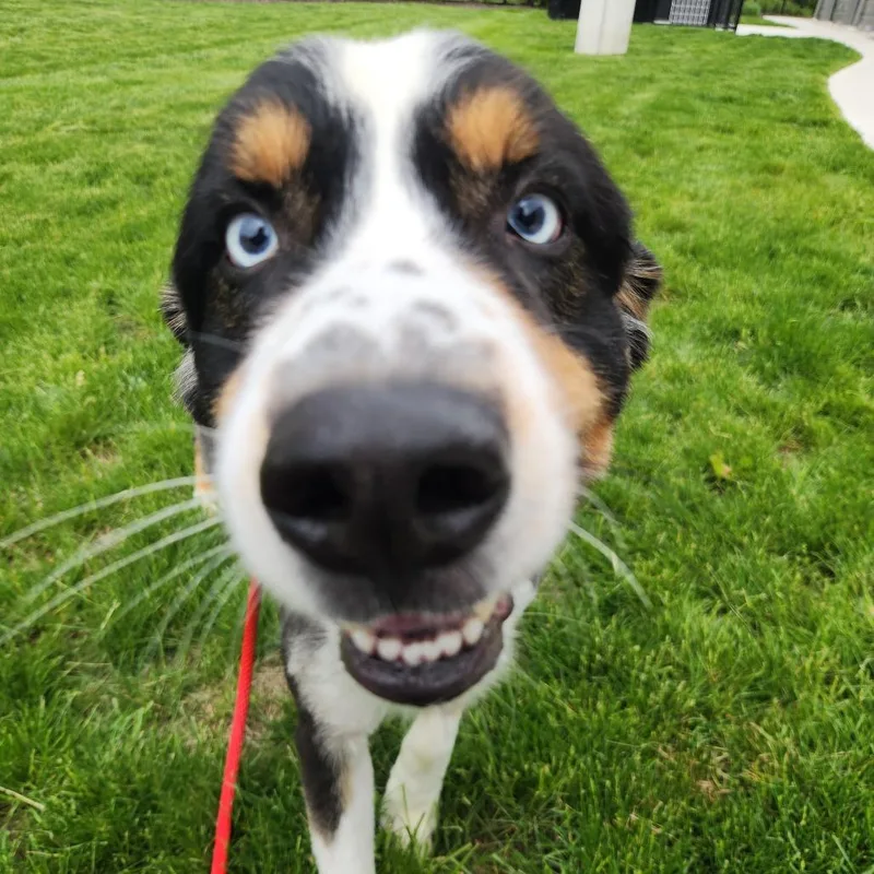 An adult medium-sized male Black Australian Shepherd dog named Bam for adoption in Fort Wayne, IN