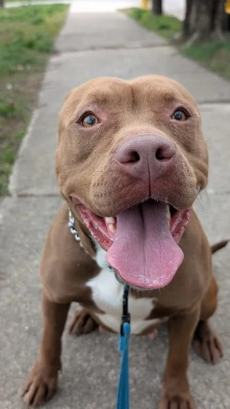 An adult medium-sized female Brown / Chocolate Mixed Breed dog named Poca for adoption in Cincinnati, OH