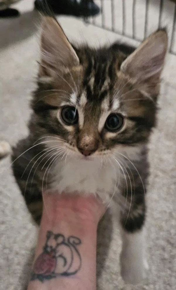A baby small-sized male Brown / Chocolate Domestic Long Hair cat named Guapo for adoption in Woodland, CA