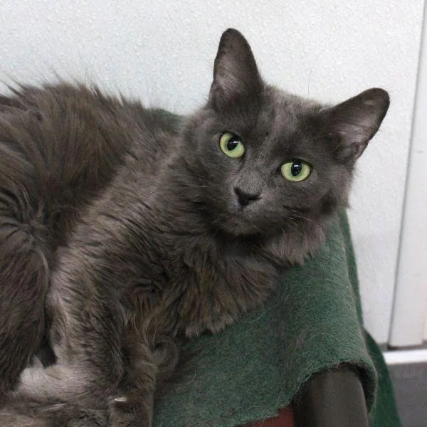 An adult small-sized female Domestic Long Hair cat named Nova Bonded Buddy for adoption in Des Moines, IA
