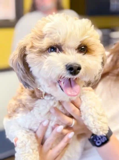 An adult small-sized male Apricot / Beige Shih poo dog named Andy Is A Dorky for adoption in Bedford Hills, NY