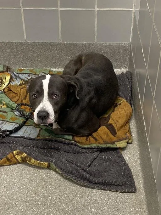 An adult large-sized male Pit Bull Terrier dog named Pretzel for adoption in Las Vegas, NV