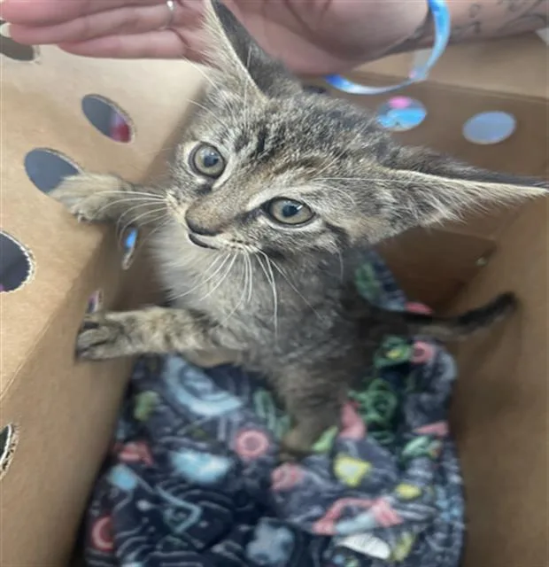 A baby medium-sized female Domestic Short Hair cat named Princess for adoption in Dallas, TX